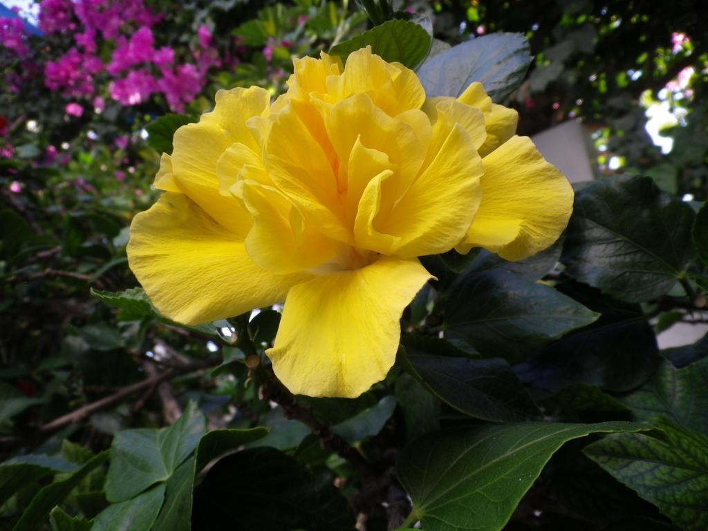 Pensiune George Karterados (Santorini)